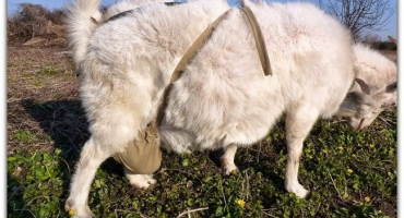 Proč koza ztrácí srst??